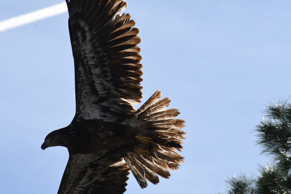 Itsas arrano buruzuria - ML649238197