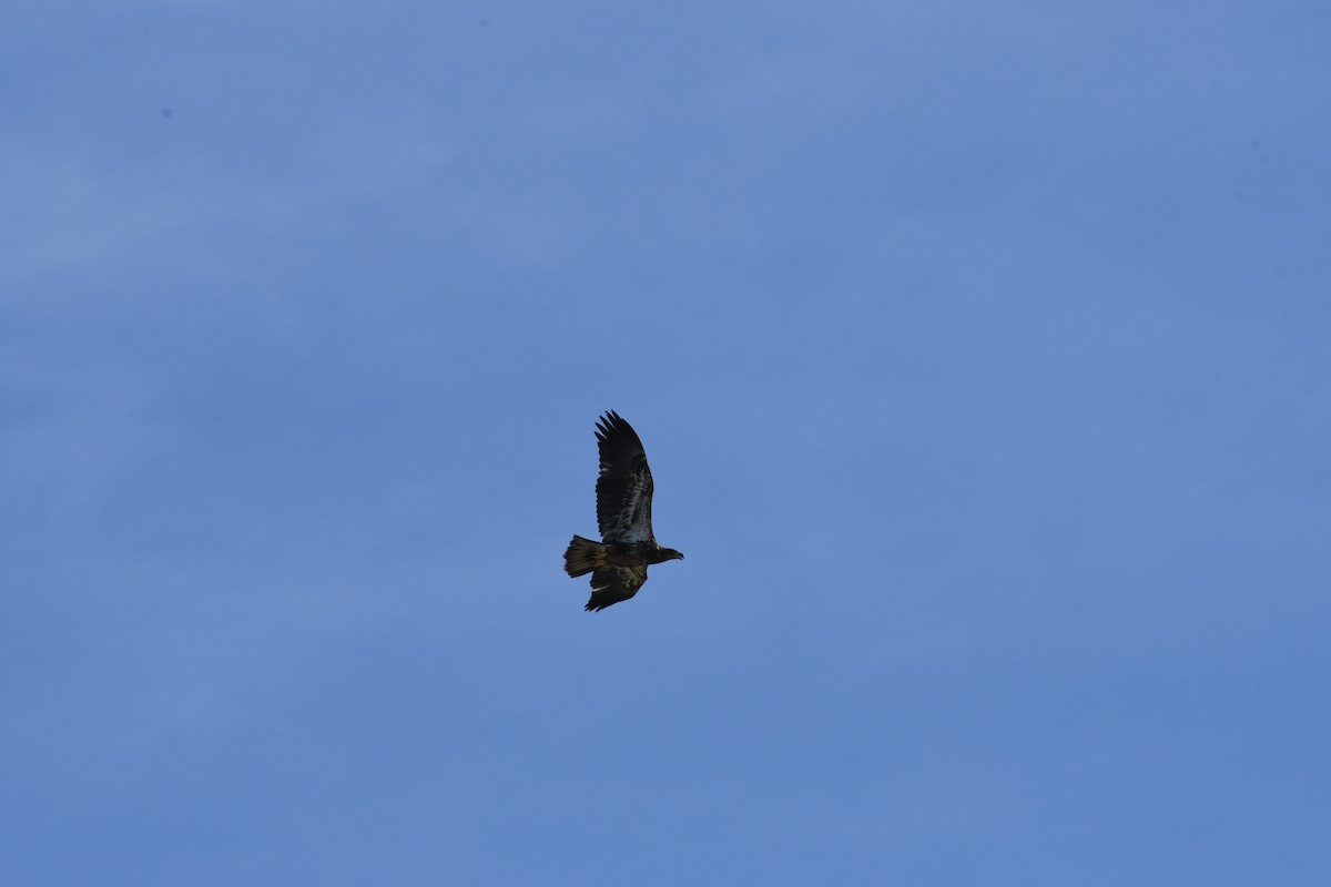 Itsas arrano buruzuria - ML649238199