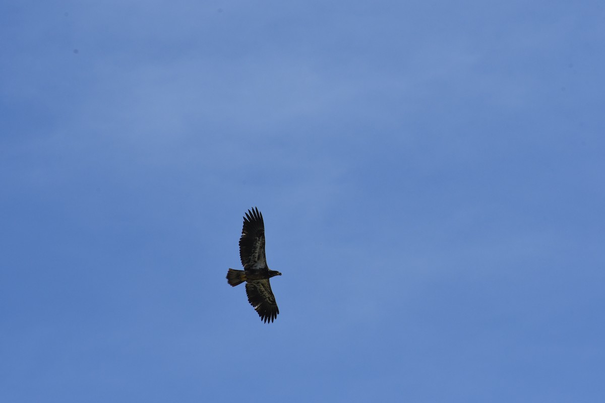 Itsas arrano buruzuria - ML649238200