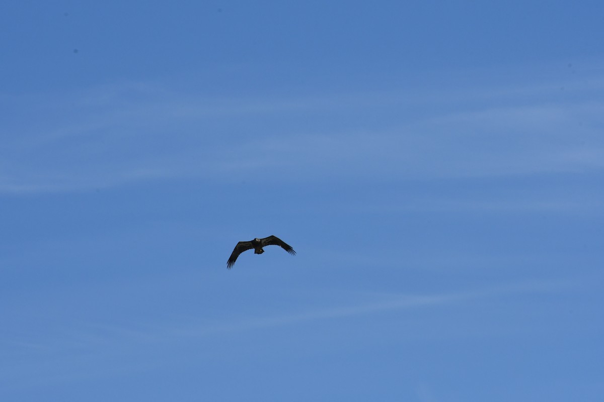 Itsas arrano buruzuria - ML649238201