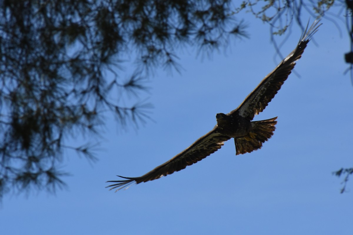 Itsas arrano buruzuria - ML649238203