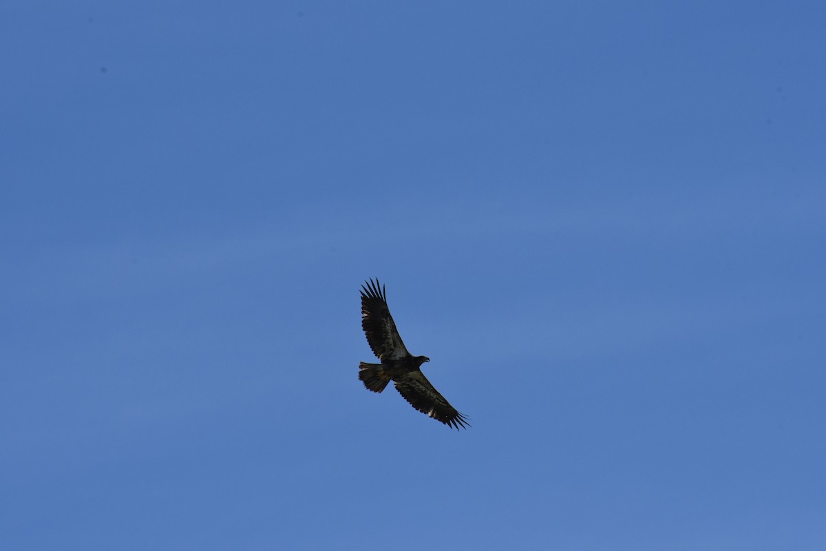 Itsas arrano buruzuria - ML649238205