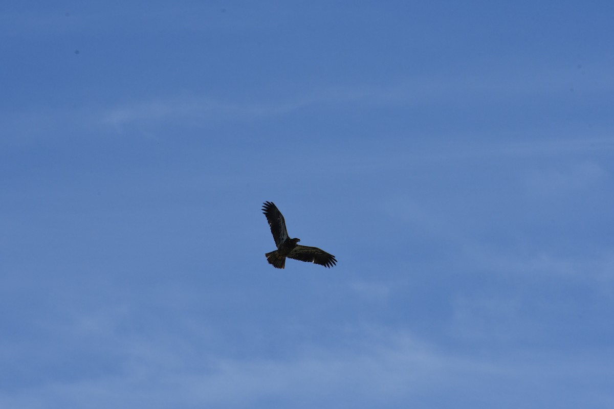 Itsas arrano buruzuria - ML649238206