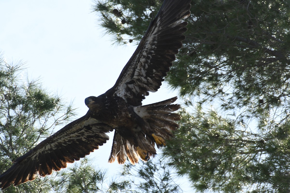 Itsas arrano buruzuria - ML649238211