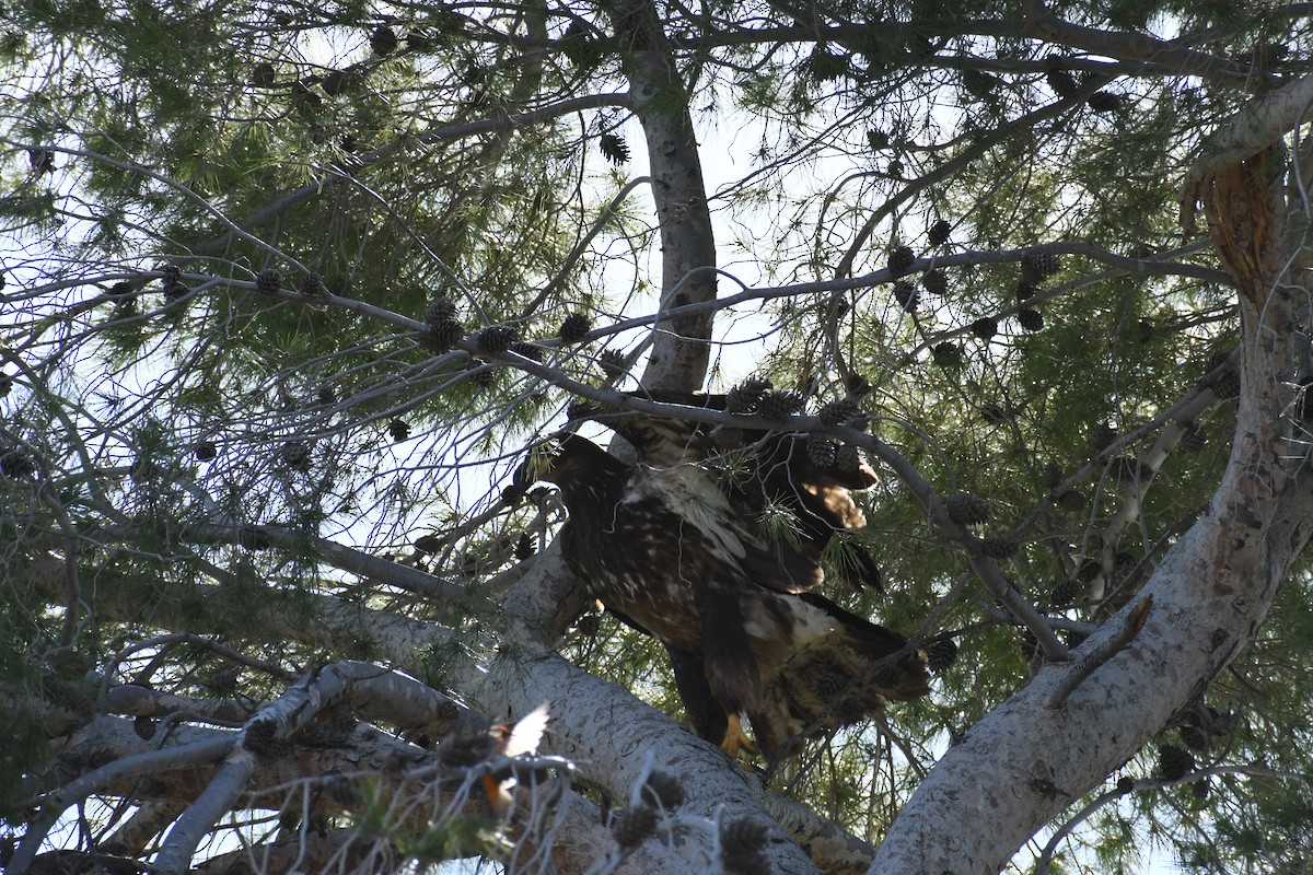 Itsas arrano buruzuria - ML649238213