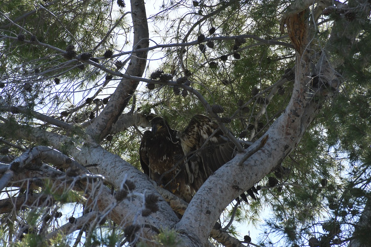 Itsas arrano buruzuria - ML649238214