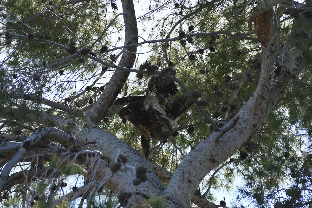 Bald Eagle - Janine McCabe