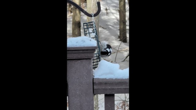 Hairy Woodpecker - ML649238325