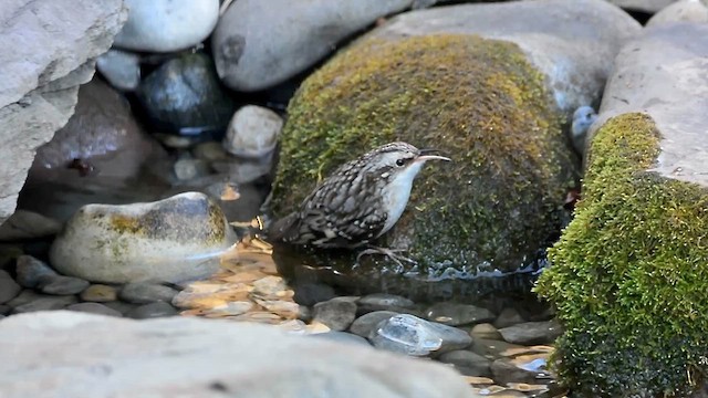 Brown Creeper - ML649238725