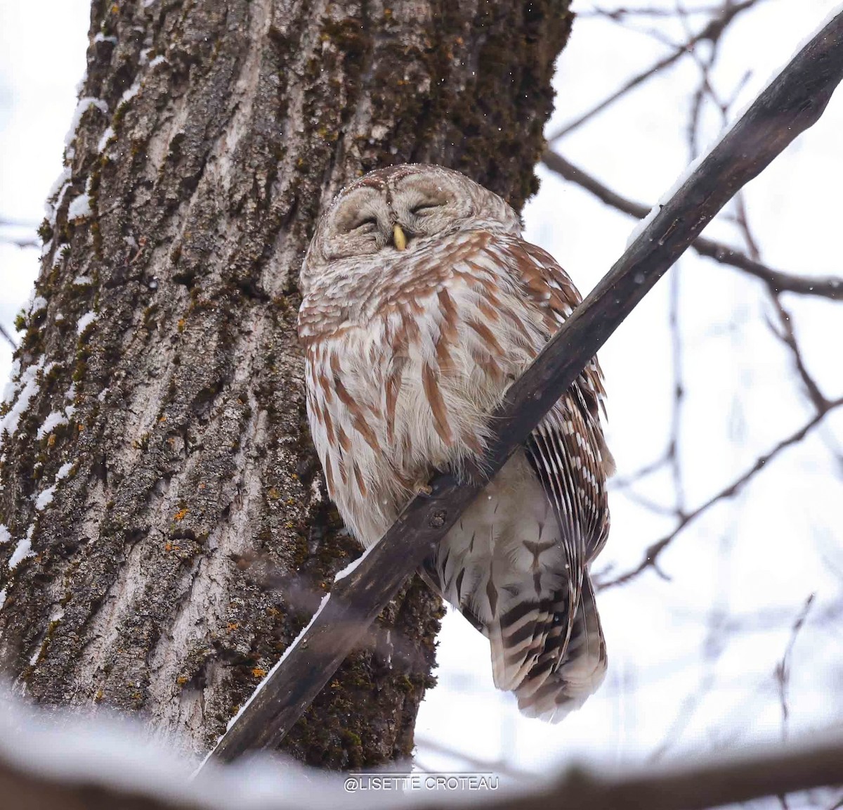 Çizgili Baykuş - ML649238851