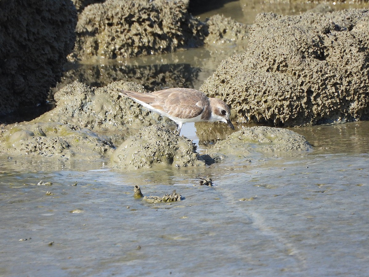 Tibetan Sand-Plover - ML649238933
