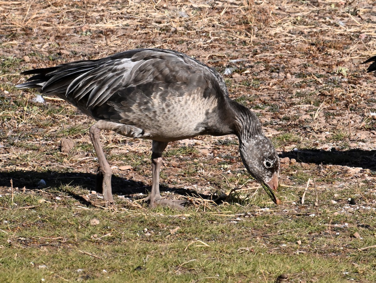 Snow Goose - ML649238980