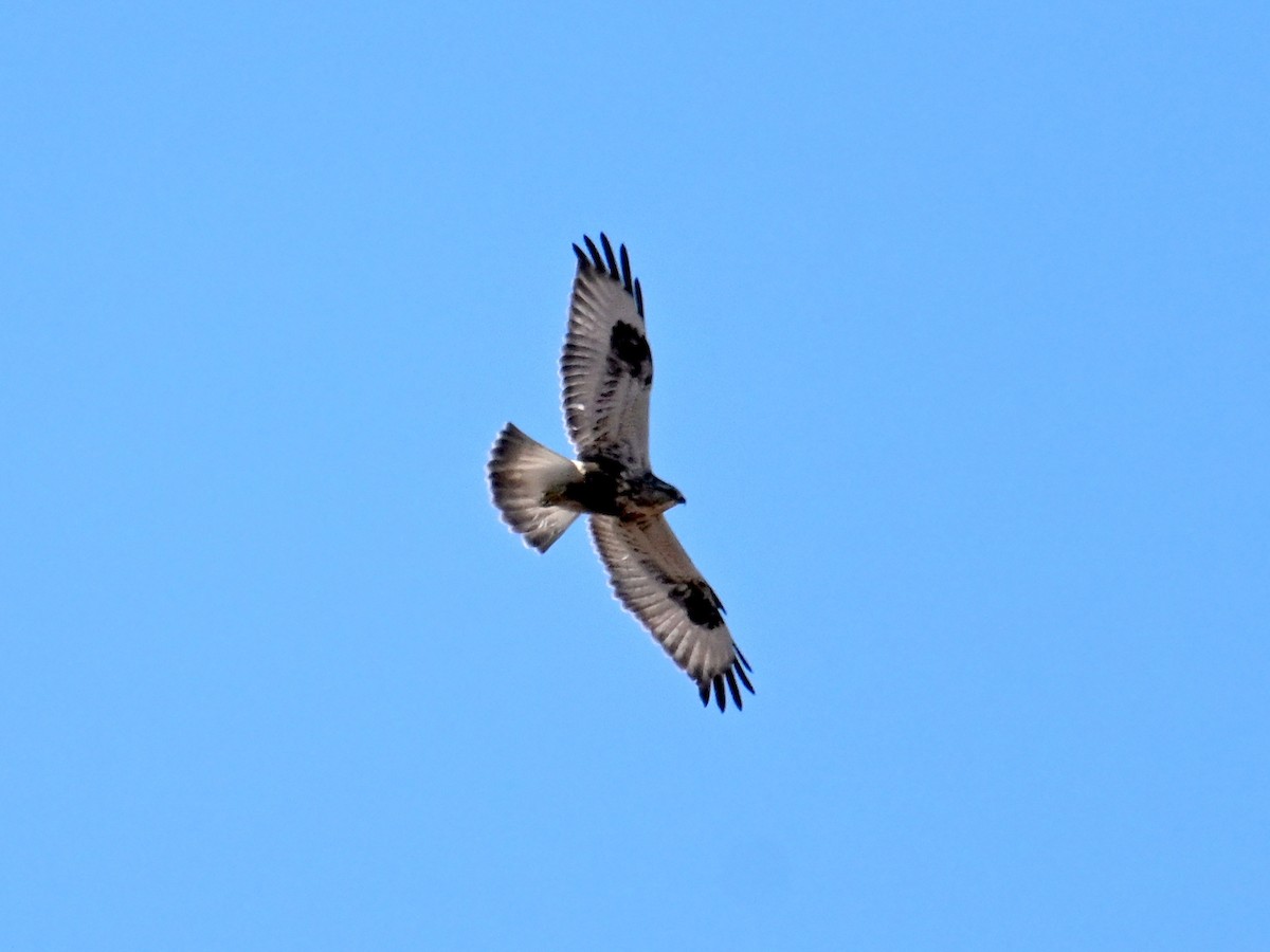 Rough-legged Hawk - ML649239038