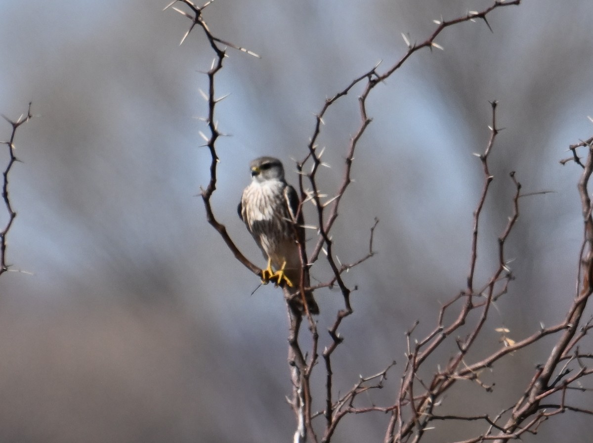 Merlin - ML649239072