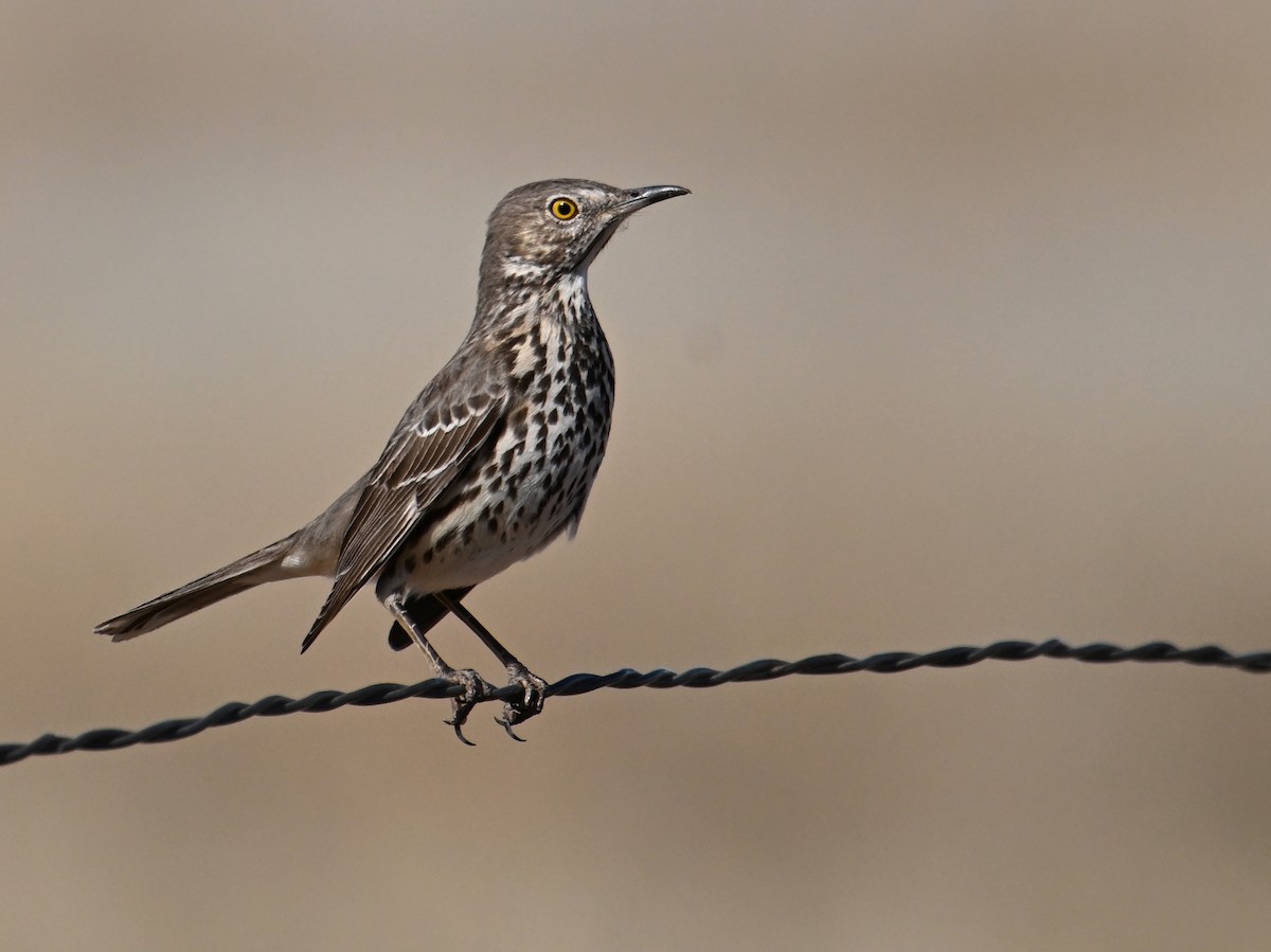 Sage Thrasher - ML649239092