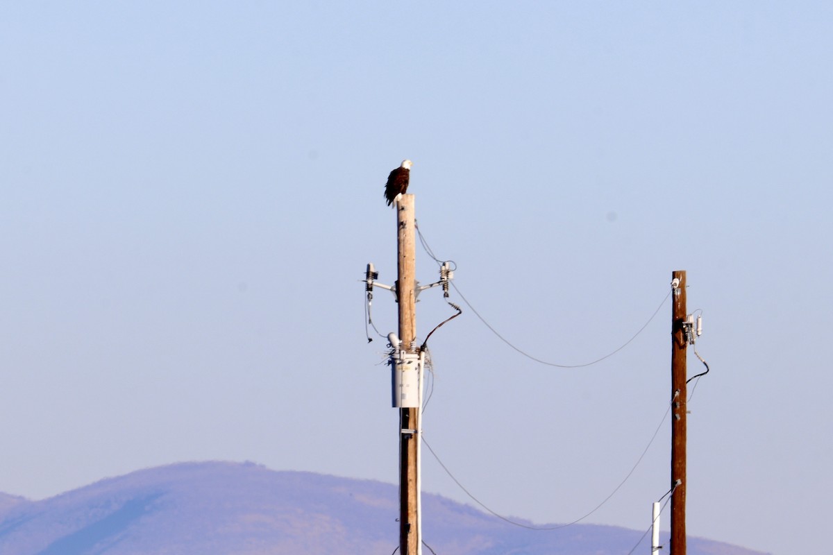 Itsas arrano buruzuria - ML649239096