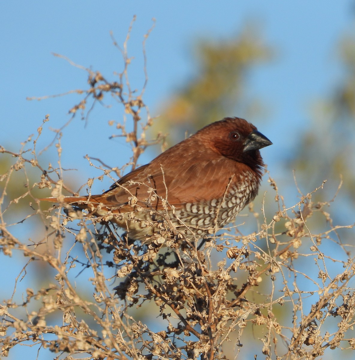 Capucin damier - ML649239418