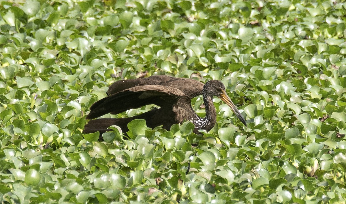 Courlan brun - ML649239419