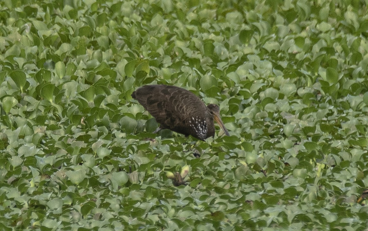 Courlan brun - ML649239420