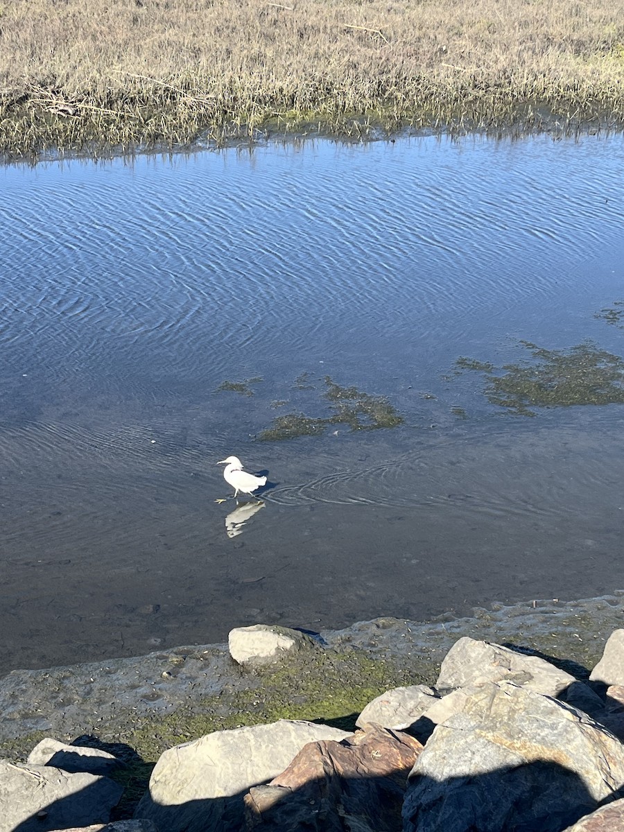 Aigrette neigeuse - ML649239421