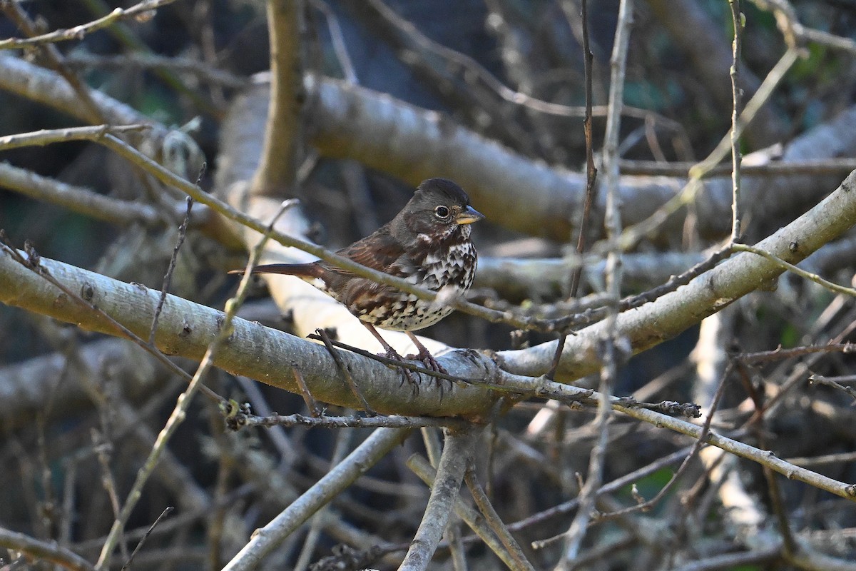 Bruant fauve (groupe unalaschcensis) - ML649239422