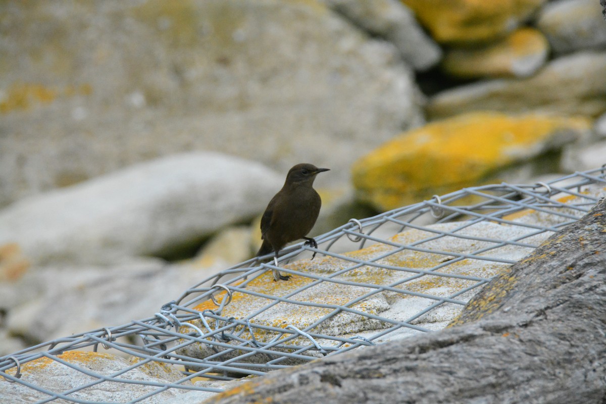 Cinclode fuligineux - ML649239424