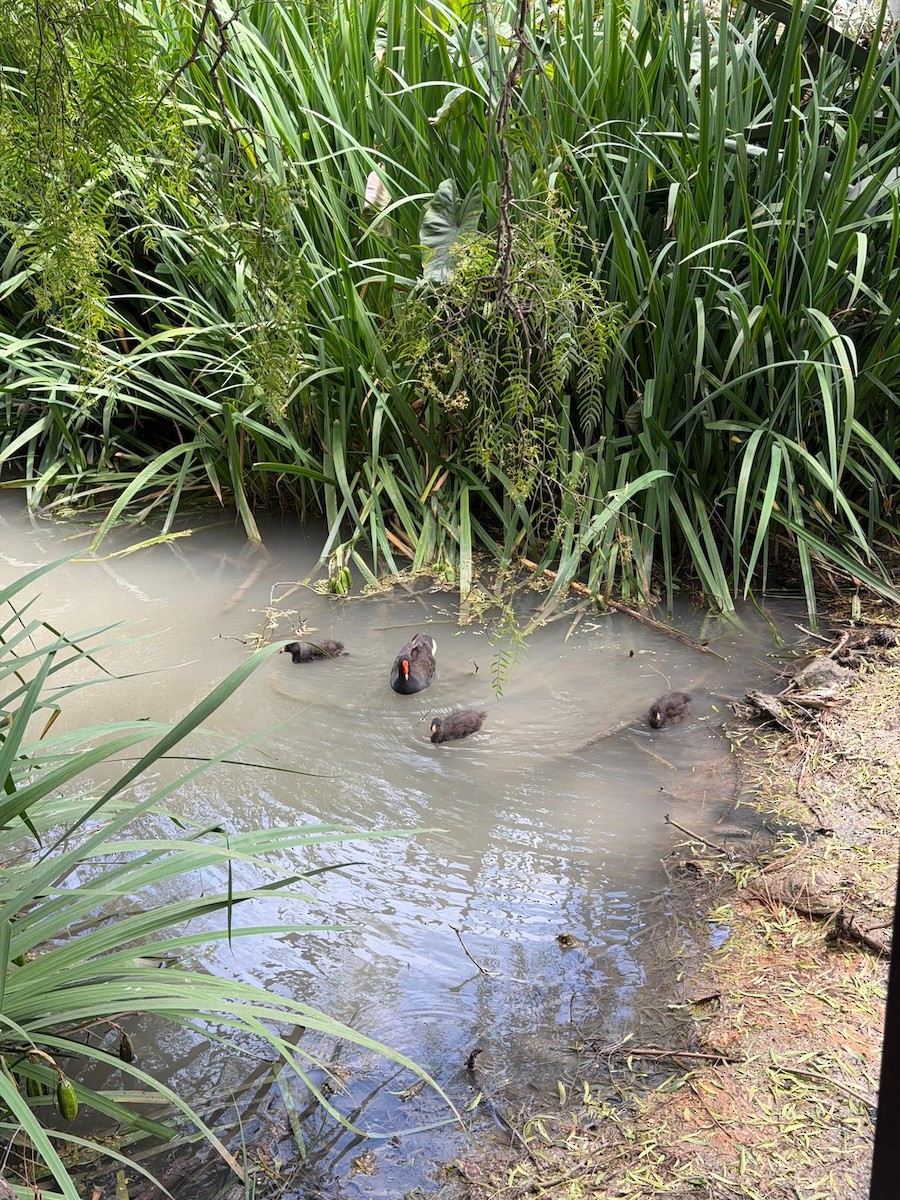 Gallinule sombre - ML649239425