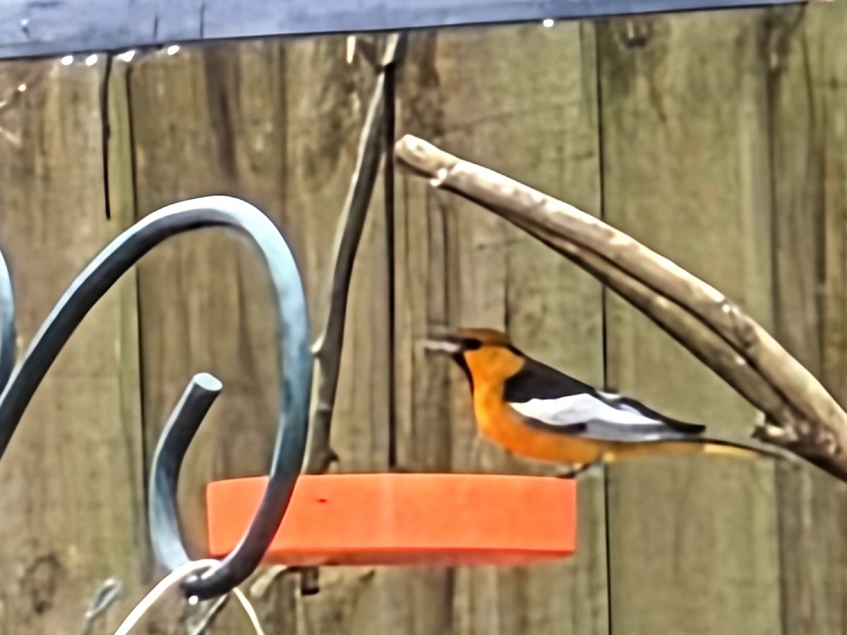 Oriole de Bullock - ML649239426