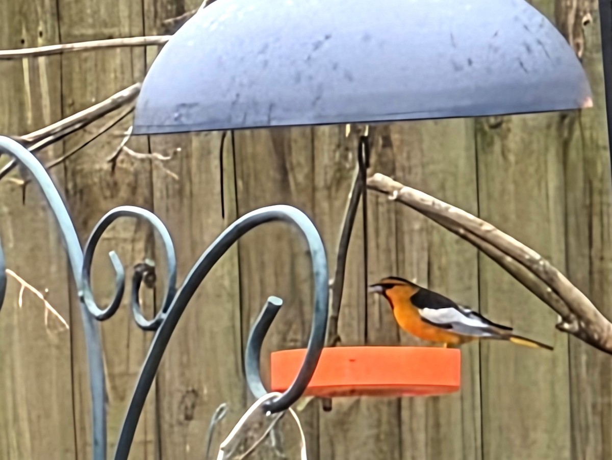 Oriole de Bullock - ML649239427