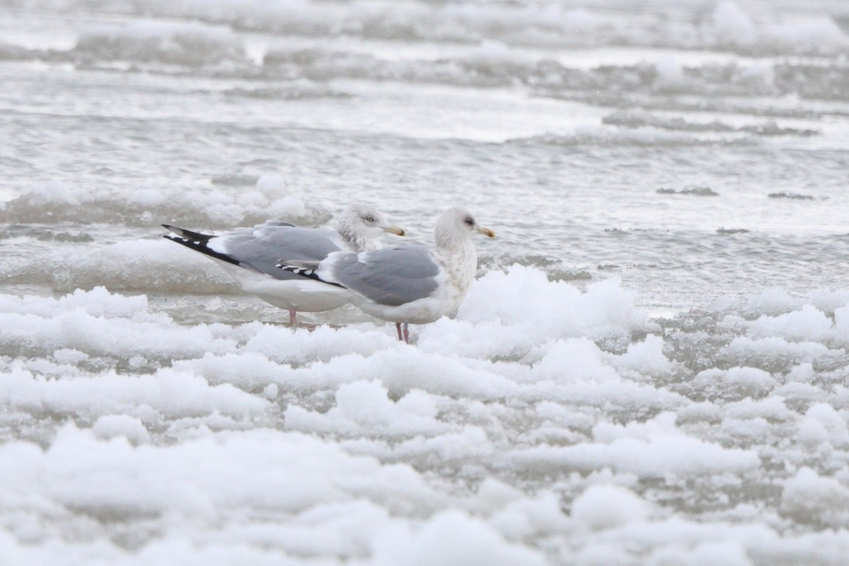 Goéland arctique (thayeri) - ML649239428