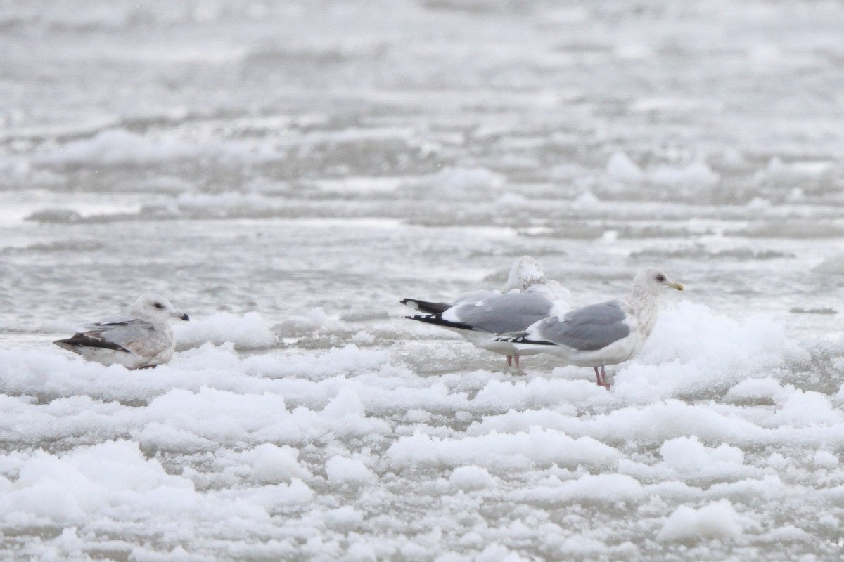 Goéland arctique (thayeri) - ML649239429