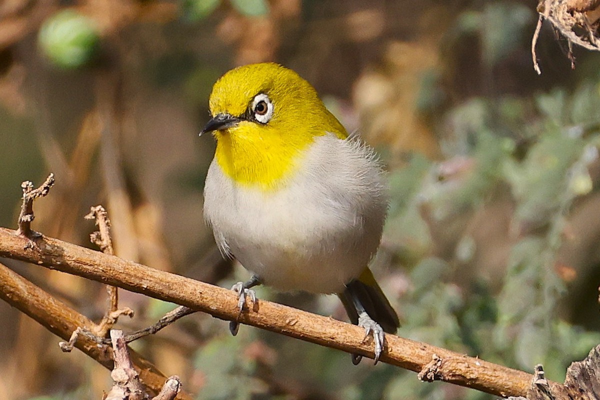 Zostérops oriental - ML649239430