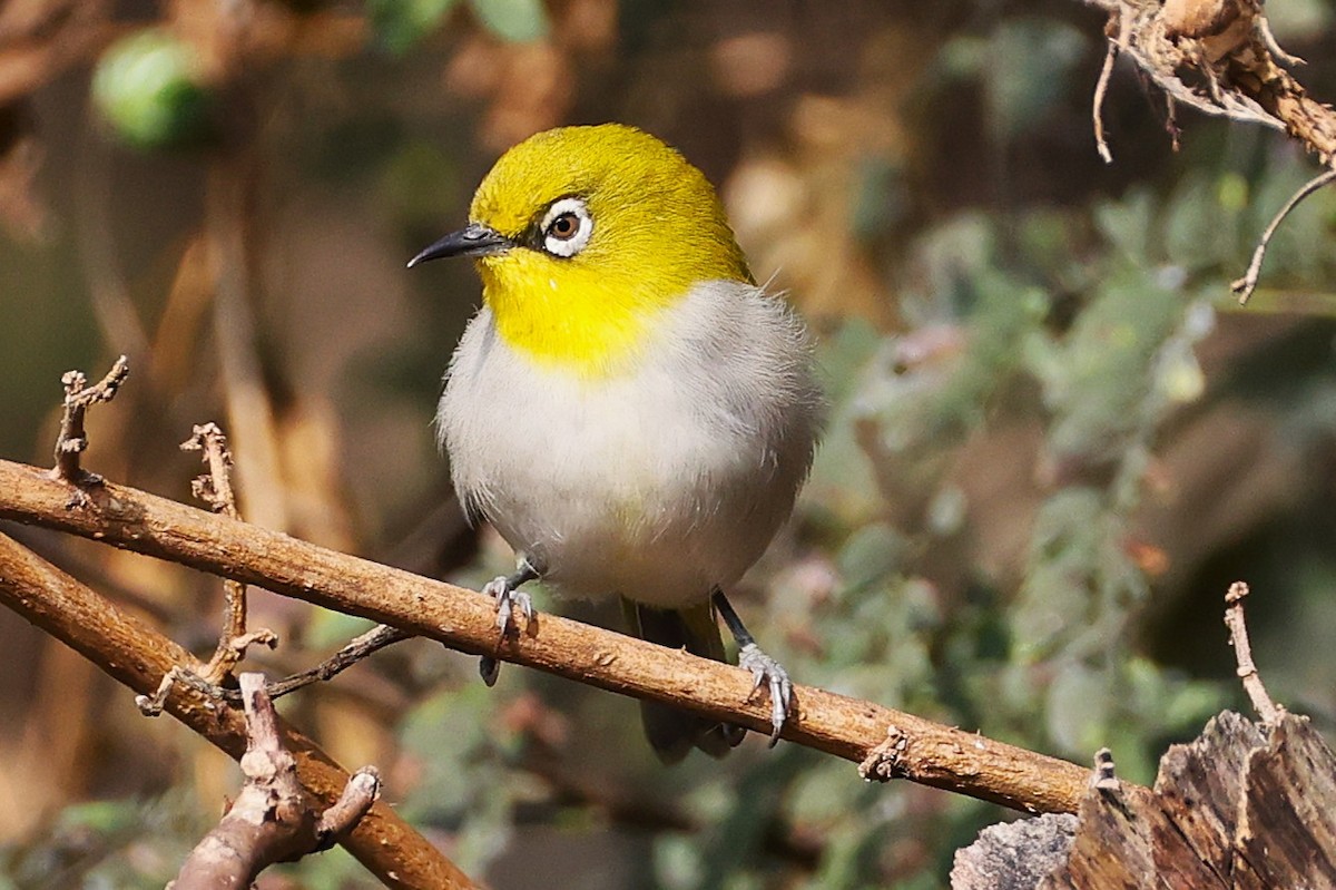 Zostérops oriental - ML649239431