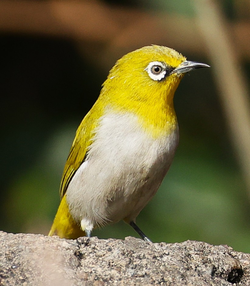 Zostérops oriental - ML649239432