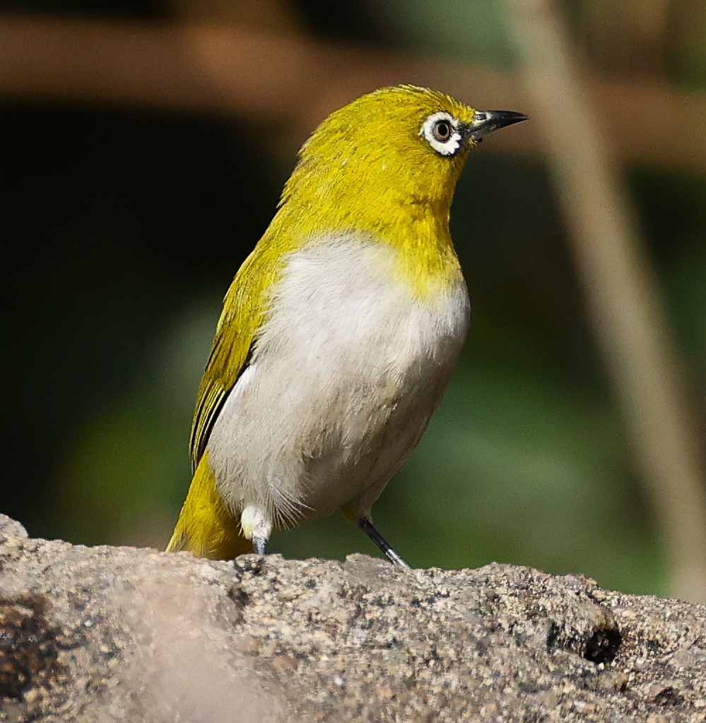 Zostérops oriental - ML649239433