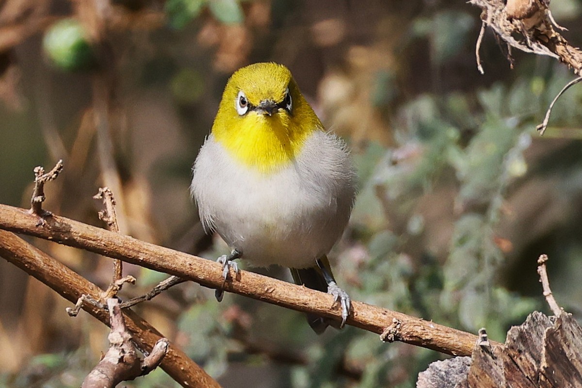 Zostérops oriental - ML649239434