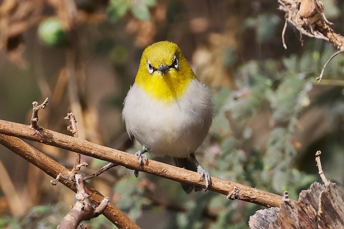 Zostérops oriental - ML649239435