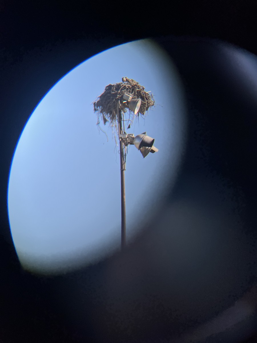 Balbuzard pêcheur - ML649239436