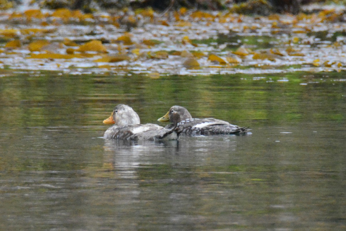 Brassemer des Malouines - ML649239437