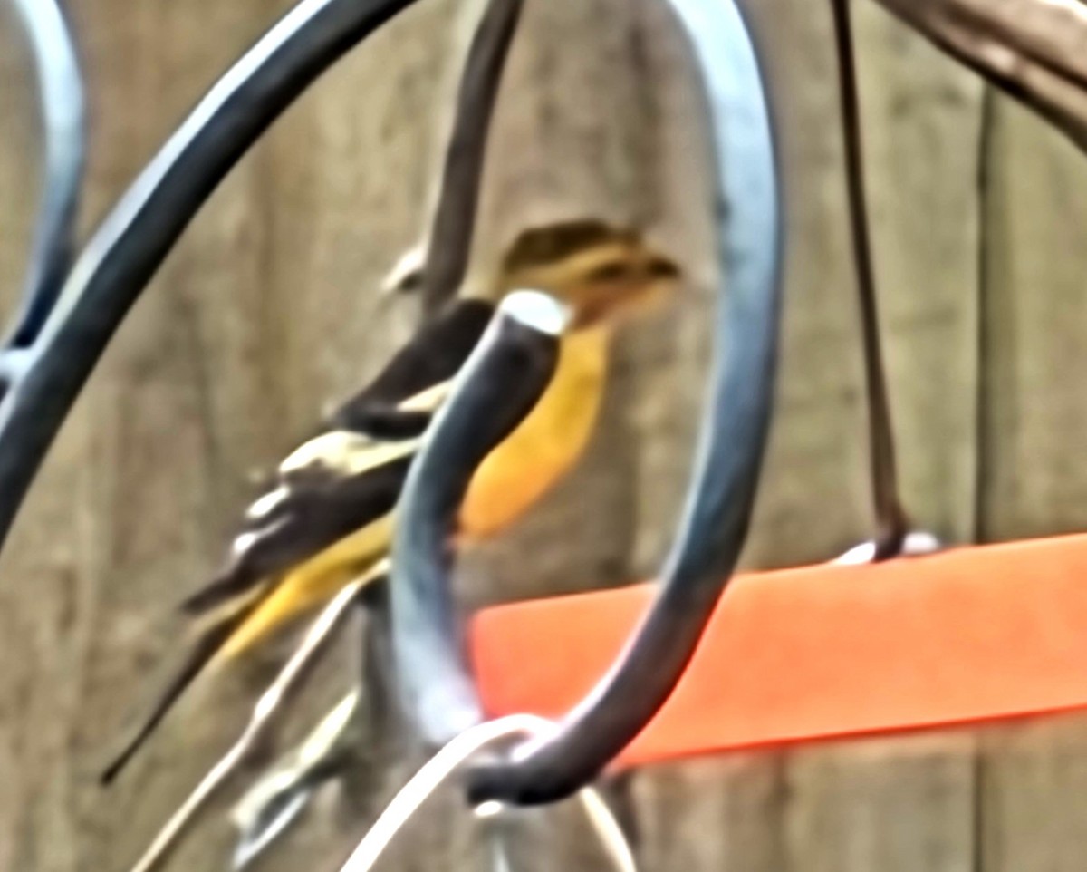 Piranga à tête rouge - ML649239440