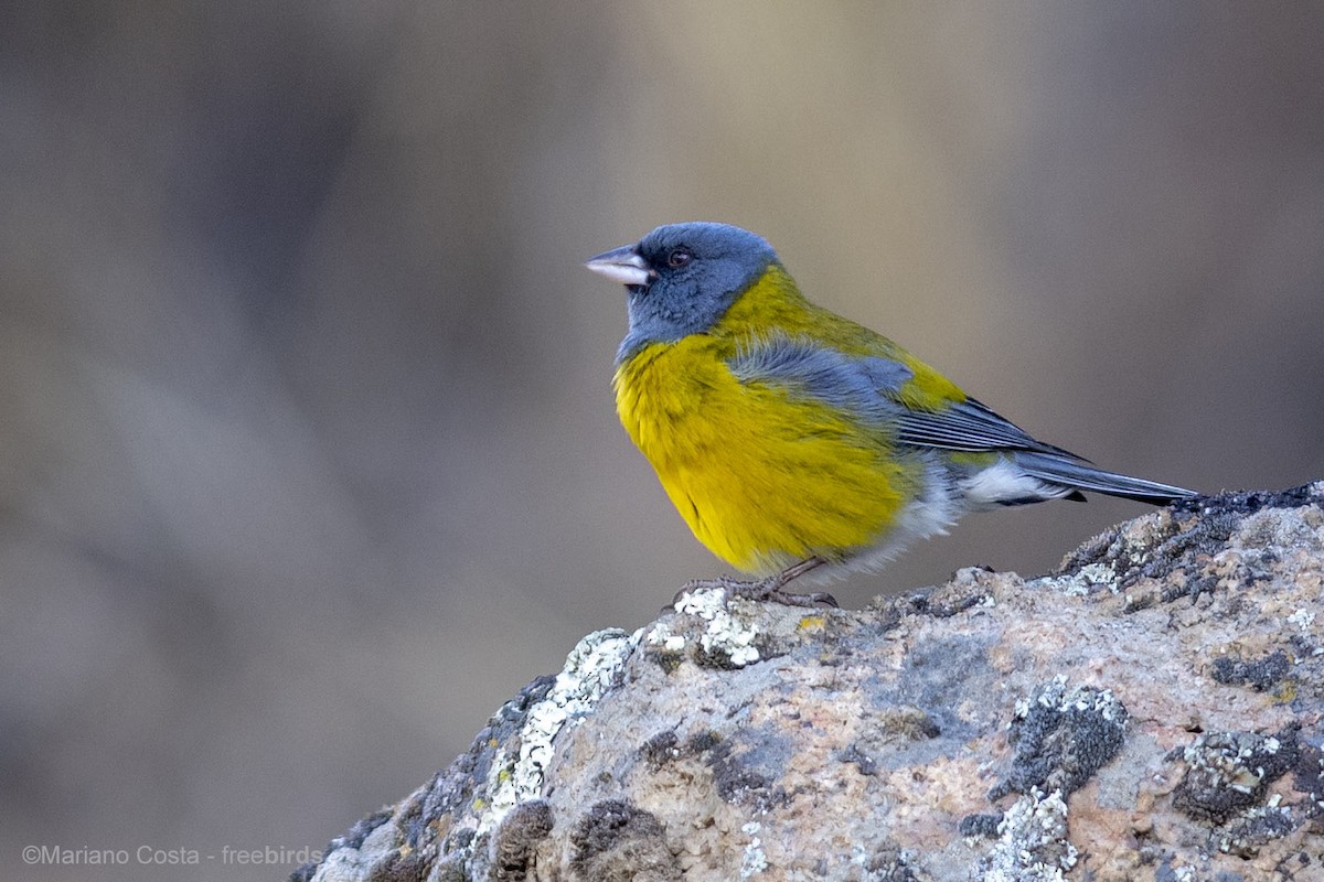 Phrygile à tête grise - ML649239449