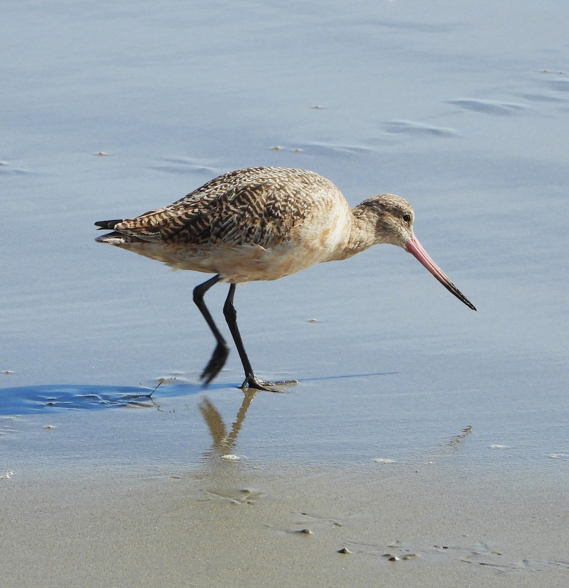 Barge marbrée - ML649239451