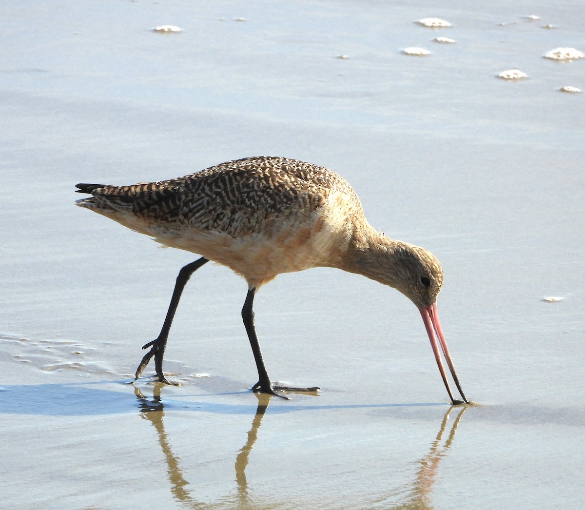 Barge marbrée - ML649239452