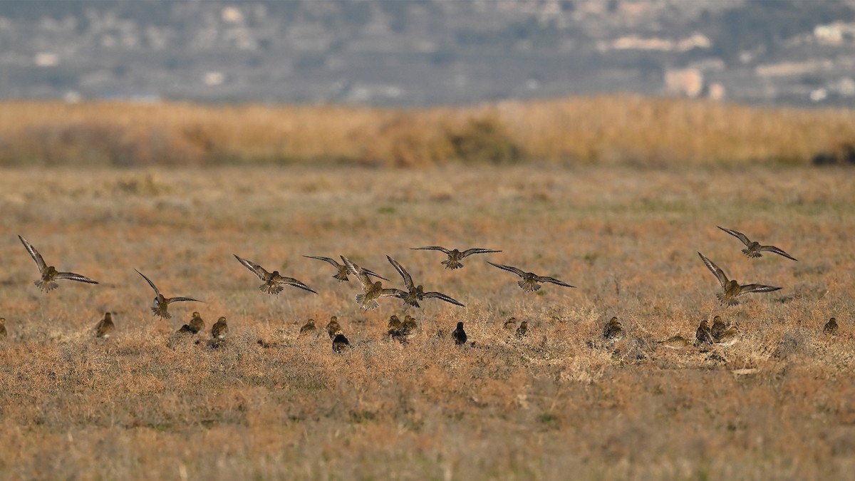 Pluvier doré - ML649239458