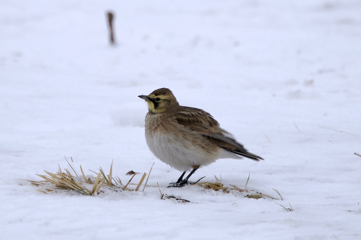 Alouette hausse-col - ML649239460