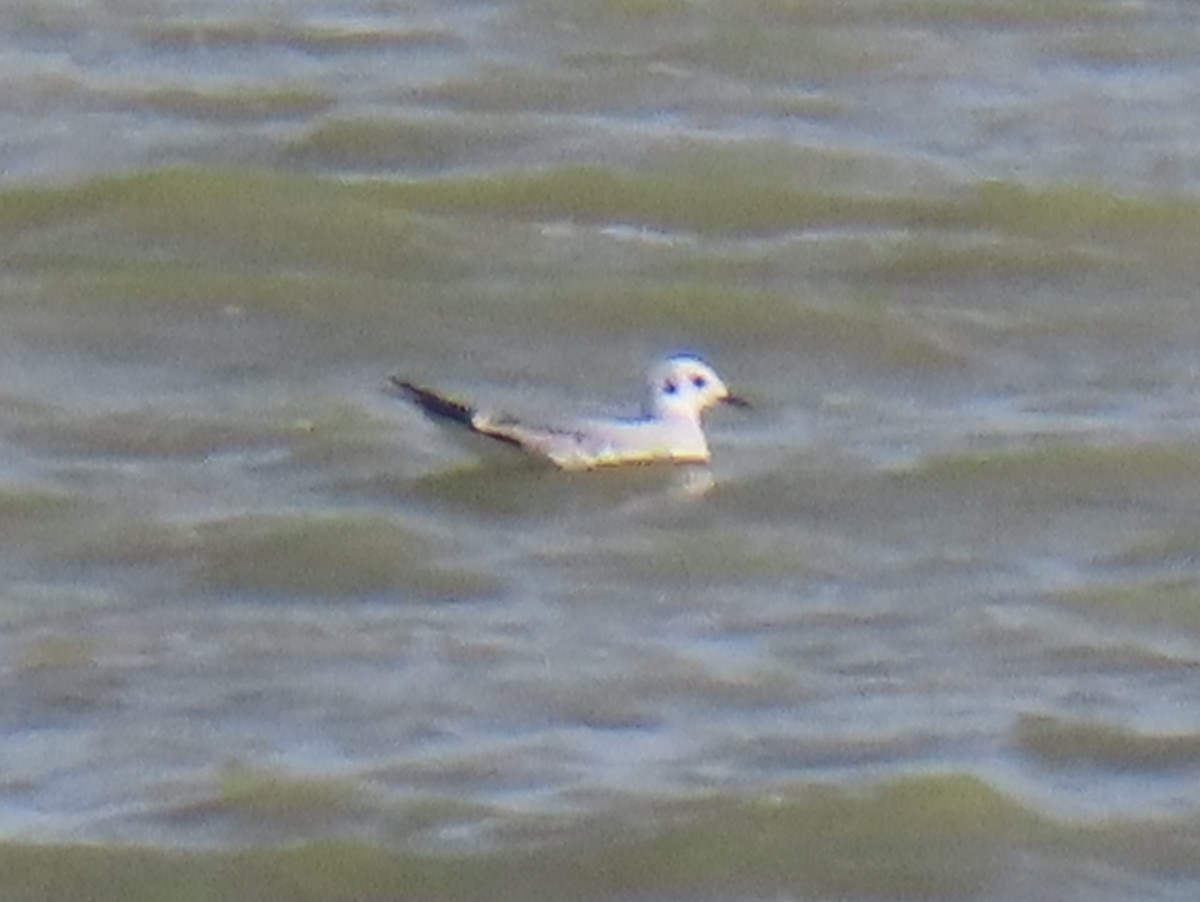 Bonaparte's Gull - ML649239510