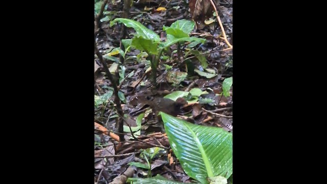 Black-eared Wood-Quail - ML649239512