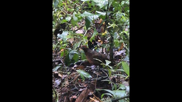 Black-eared Wood-Quail - ML649239514