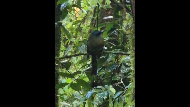 Keel-billed Motmot - ML649239542