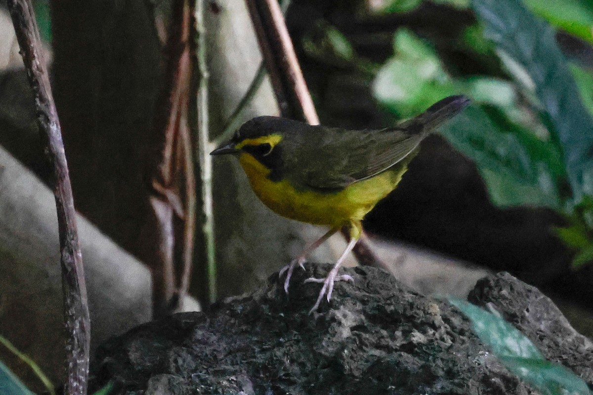 Kentucky Warbler - ML649239548
